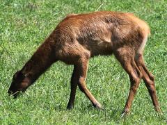 (Wapiti) calf (Wapiti) calf