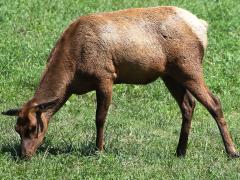 (Wapiti) female (Wapiti) female