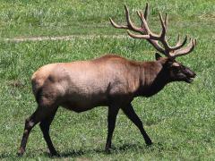 (Wapiti) male (Wapiti) male