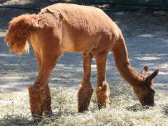 (Alpaca) Huacaya (Alpaca) Huacaya