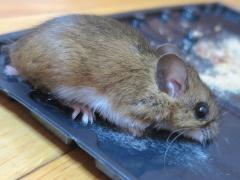 (White-footed Mouse) trapped (White-footed Mouse) trapped