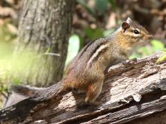 (Eastern Chipmunk) standing (Eastern Chipmunk) standing