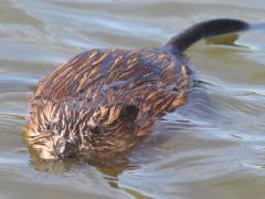 (Muskrat) swimming (Muskrat) swimming