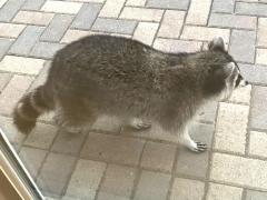 (Raccoon) walking (Raccoon) walking