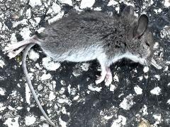(White-footed Mouse) dead lateral (White-footed Mouse) dead lateral