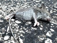 (White-footed Mouse) dead ventral (White-footed Mouse) dead ventral