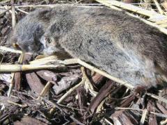 (Western Meadow Vole) dead (Western Meadow Vole) dead