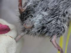 (Western Meadow Vole) and Bot Fly (Western Meadow Vole) and Bot Fly