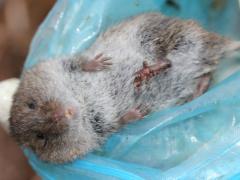 (Western Meadow Vole) male (Western Meadow Vole) male