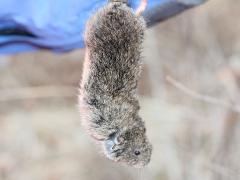 (Prairie Vole) female (Prairie Vole) female