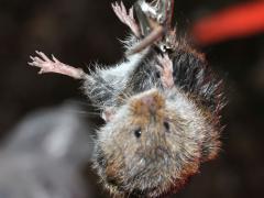(Prairie Vole) male (Prairie Vole) male