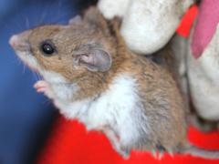 (White-footed Mouse) female lateral (White-footed Mouse) female lateral
