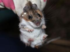 (White-footed Mouse) male (White-footed Mouse) male