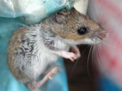 (White-footed Mouse) male lateral (White-footed Mouse) male lateral