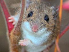 (White-footed Mouse) female on Staghorn Sumac (White-footed Mouse) female on Staghorn Sumac