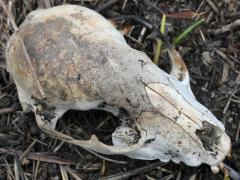 (Raccoon) skull (Raccoon) skull