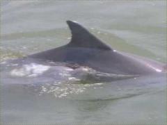 (Tamanend's Bottlenose Dolphin) swimming (Tamanend's Bottlenose Dolphin) swimming