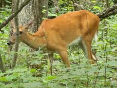 (White-tailed Deer) lateral (White-tailed Deer) lateral