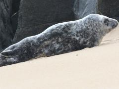 (Gray Seal) atlantica female (Gray Seal) atlantica female