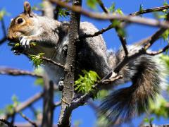 (Eastern Gray Squirrel) eating sweetgum (Eastern Gray Squirrel) eating sweetgum