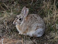 (Mountain Cottontail) bunny (Mountain Cottontail) bunny