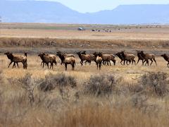 (Wapiti) herd (Wapiti) herd