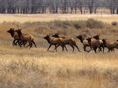 (Wapiti) running (Wapiti) running