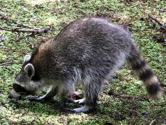 (Raccoon) forages (Raccoon) forages