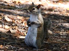 (Eastern Gray Squirrel) standing (Eastern Gray Squirrel) standing