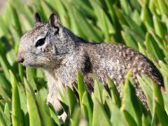 (California Ground Squirrel) profile (California Ground Squirrel) profile