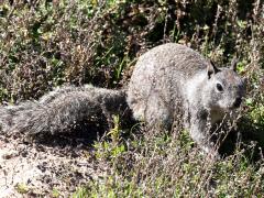 (California Ground Squirrel) face (California Ground Squirrel) face