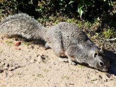 (California Ground Squirrel) lateral (California Ground Squirrel) lateral