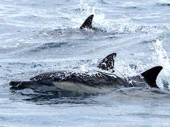 (Common Dolphin) swimming (Common Dolphin) swimming