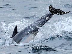 (Common Dolphin) tail (Common Dolphin) tail