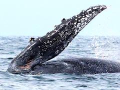 (Humpback Whale) flipper (Humpback Whale) flipper