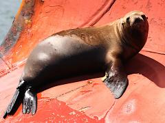 (California Sea Lion) female basking (California Sea Lion) female basking