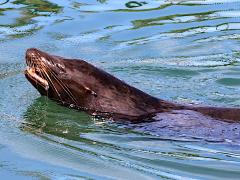 (California Sea Lion) female swimming (California Sea Lion) female swimming