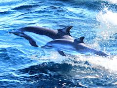 (Common Dolphin) leaping (Common Dolphin) leaping