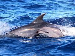 (Common Bottlenose Dolphin) calf (Common Bottlenose Dolphin) calf