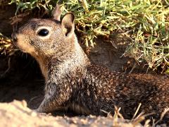(California Ground Squirrel) burrow (California Ground Squirrel) burrow