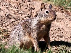 (California Ground Squirrel) front (California Ground Squirrel) front