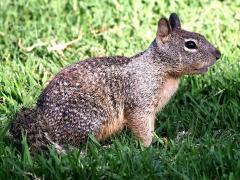 (California Ground Squirrel) profile (California Ground Squirrel) profile