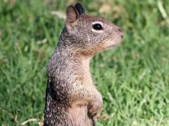 (California Ground Squirrel) standing (California Ground Squirrel) standing