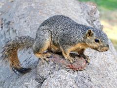 (Fox Squirrel) profile (Fox Squirrel) profile
