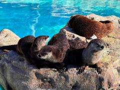 (North American River Otter) basking (North American River Otter) basking