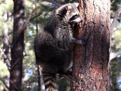 (Raccoon) climbing (Raccoon) climbing