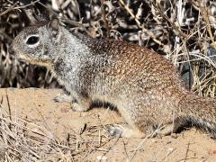 (California Ground Squirrel) profile (California Ground Squirrel) profile