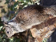 (California Ground Squirrel) rear (California Ground Squirrel) rear
