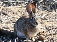 (Desert Cottontail) profile (Desert Cottontail) profile
