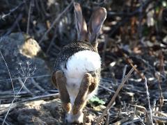 (Desert Cottontail) tail (Desert Cottontail) tail